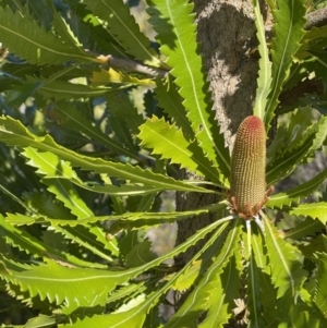 Banksia serrata at Yanakie, VIC - 31 Oct 2023 03:51 PM