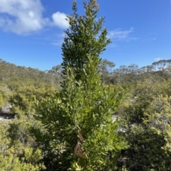 Banksia serrata at Yanakie, VIC - 31 Oct 2023 03:51 PM