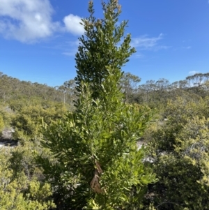 Banksia serrata at Yanakie, VIC - 31 Oct 2023