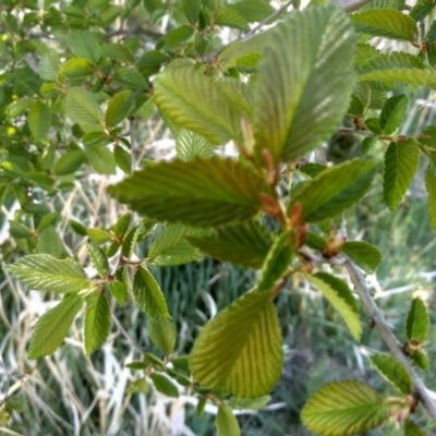 Ulmus parvifolia (Chinese Elm) at Cooma, NSW - 31 Oct 2023 by mahargiani
