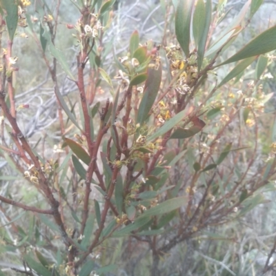 Daviesia mimosoides subsp. mimosoides at Cooma, NSW - 31 Oct 2023 by mahargiani