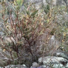 Daviesia mimosoides subsp. mimosoides at Cooma, NSW - 31 Oct 2023 10:36 AM