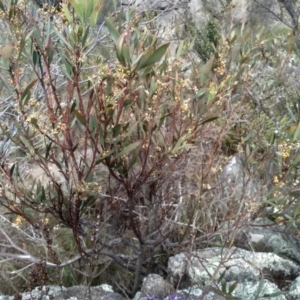 Daviesia mimosoides subsp. mimosoides at Cooma, NSW - 31 Oct 2023