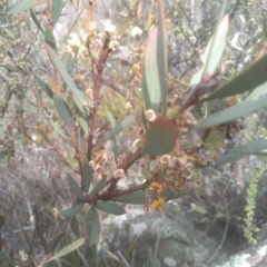 Daviesia mimosoides subsp. mimosoides at Cooma, NSW - 31 Oct 2023 10:36 AM