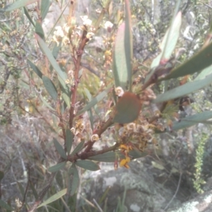 Daviesia mimosoides subsp. mimosoides at Cooma, NSW - 31 Oct 2023 10:36 AM