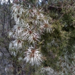 Clematis leptophylla (Small-leaf Clematis, Old Man's Beard) at Cooma, NSW - 31 Oct 2023 by mahargiani