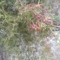 Clematis leptophylla at Cooma, NSW - 31 Oct 2023 10:39 AM