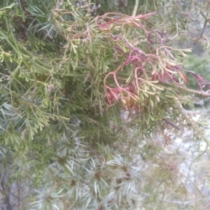 Clematis leptophylla at Cooma, NSW - 31 Oct 2023