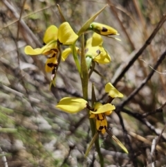 Diuris sulphurea (Tiger Orchid) at Carwoola, NSW - 31 Oct 2023 by Csteele4