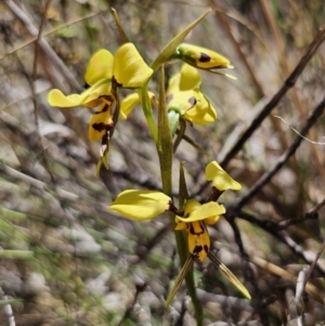 Diuris sulphurea at Carwoola, NSW - suppressed