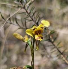 Diuris sulphurea at Carwoola, NSW - suppressed