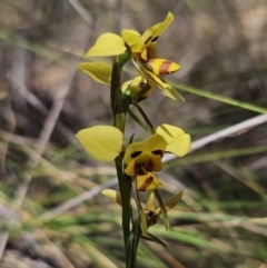 Diuris sulphurea at Carwoola, NSW - suppressed