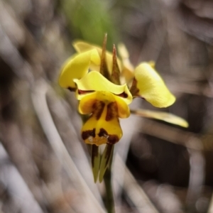 Diuris sulphurea at Carwoola, NSW - suppressed