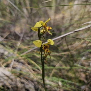 Diuris sulphurea at Carwoola, NSW - suppressed