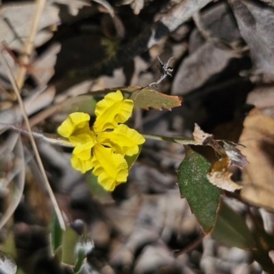 Goodenia hederacea (Ivy Goodenia) at Cuumbeun Nature Reserve - 31 Oct 2023 by Csteele4