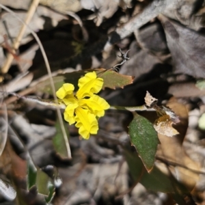 Goodenia hederacea at Carwoola, NSW - 31 Oct 2023
