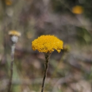 Leptorhynchos squamatus at Carwoola, NSW - 31 Oct 2023