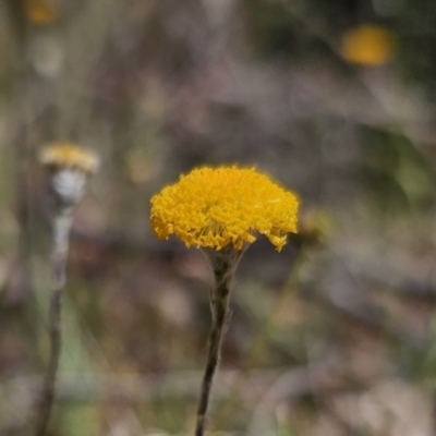 Leptorhynchos squamatus (Scaly Buttons) at QPRC LGA - 31 Oct 2023 by Csteele4