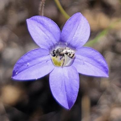 Lasioglossum (Chilalictus) sp. (genus & subgenus) (Halictid bee) at Cuumbeun Nature Reserve - 31 Oct 2023 by Csteele4