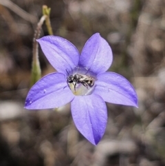 Lasioglossum (Chilalictus) sp. (genus & subgenus) at Carwoola, NSW - 31 Oct 2023 01:41 PM