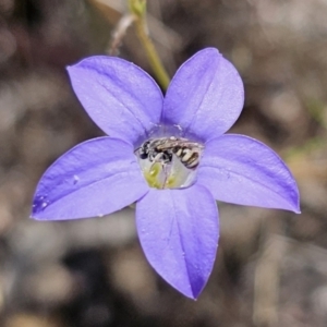 Lasioglossum (Chilalictus) sp. (genus & subgenus) at Carwoola, NSW - 31 Oct 2023 01:41 PM