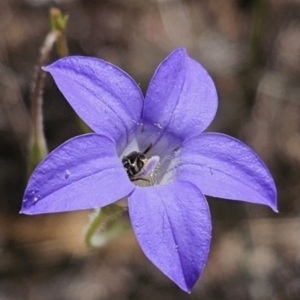 Lasioglossum (Chilalictus) sp. (genus & subgenus) at Carwoola, NSW - 31 Oct 2023 01:41 PM