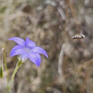 Lasioglossum (Chilalictus) sp. (genus & subgenus) at Carwoola, NSW - 31 Oct 2023 01:41 PM