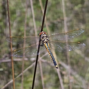 Hemicordulia tau at Cuumbeun Nature Reserve - 31 Oct 2023