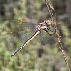 Hemicordulia tau at Cuumbeun Nature Reserve - 31 Oct 2023