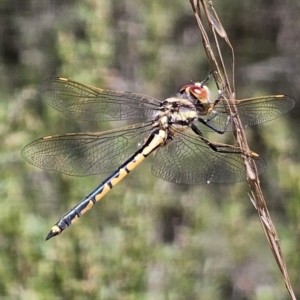 Hemicordulia tau at Cuumbeun Nature Reserve - 31 Oct 2023