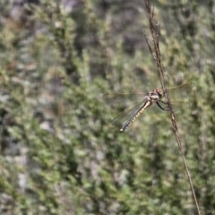 Hemicordulia tau at Cuumbeun Nature Reserve - 31 Oct 2023