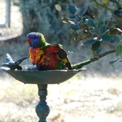 Trichoglossus moluccanus (Rainbow Lorikeet) at Symonston, ACT - 31 Oct 2023 by CallumBraeRuralProperty