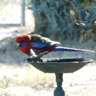 Platycercus elegans (Crimson Rosella) at Symonston, ACT - 31 Oct 2023 by CallumBraeRuralProperty