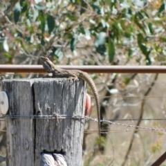 Pogona barbata (Eastern Bearded Dragon) at Symonston, ACT - 29 Oct 2023 by CallumBraeRuralProperty