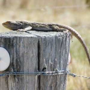 Pogona barbata at Symonston, ACT - 29 Oct 2023