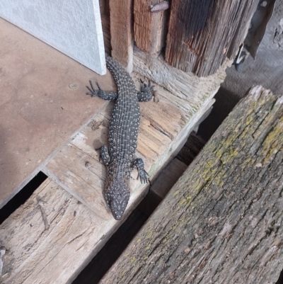 Egernia cunninghami (Cunningham's Skink) at Symonston, ACT - 21 Oct 2023 by CallumBraeRuralProperty