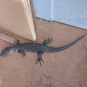 Egernia cunninghami at Symonston, ACT - 21 Oct 2023 09:16 AM