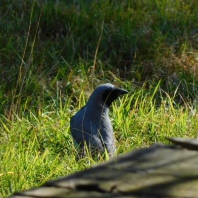 Coracina novaehollandiae (Black-faced Cuckooshrike) at Symonston, ACT - 10 Sep 2023 by CallumBraeRuralProperty