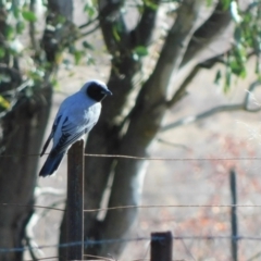 Coracina novaehollandiae at Symonston, ACT - 11 Sep 2023