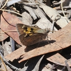 Trapezites phigalia (Heath Ochre) at Cuumbeun Nature Reserve - 31 Oct 2023 by Csteele4