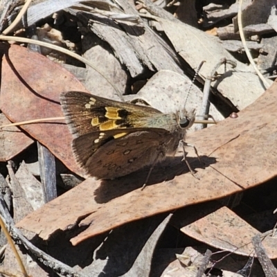 Trapezites phigalia (Heath Ochre) at Carwoola, NSW - 31 Oct 2023 by Csteele4