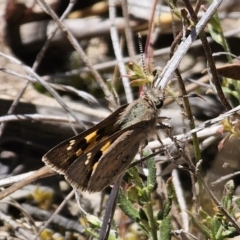 Trapezites phigalia at Carwoola, NSW - 31 Oct 2023