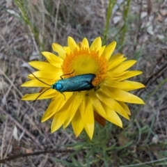 Pollanisus (genus) (A Forester Moth) at Booth, ACT - 27 Oct 2023 by drbb