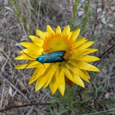 Pollanisus (genus) (A Forester Moth) at Booth, ACT - 27 Oct 2023 by drbb