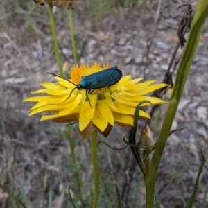 Pollanisus (genus) at Booth, ACT - 27 Oct 2023