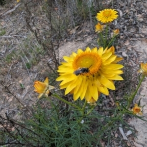 Lasioglossum (Chilalictus) lanarium at Booth, ACT - 27 Oct 2023