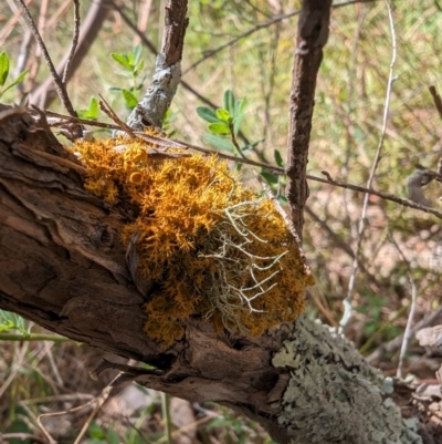 Teloschistes sp. (genus) (A lichen) at Booth, ACT - 27 Oct 2023 by drbb