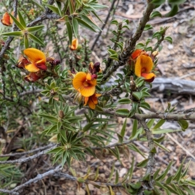 Pultenaea procumbens (Bush Pea) at Booth, ACT - 27 Oct 2023 by drbb