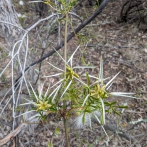 Clematis leptophylla at Booth, ACT - 27 Oct 2023