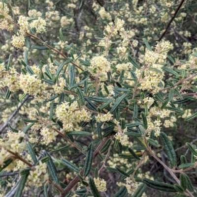 Pomaderris angustifolia (Pomaderris) at Booth, ACT - 27 Oct 2023 by drbb